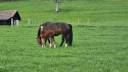 Filly Franche-Montagne For sale 2025 Bay