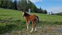 Filly Franche-Montagne For sale 2025 Bay