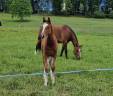 Filly Franche-Montagne For sale 2025 Bay
