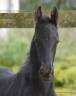 Colt Friesian For sale 2025 Black