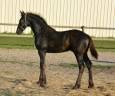 Colt Friesian For sale 2025 Black