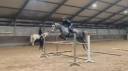 Mare No Origin Recorded For sale 2019 Grey