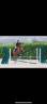Mare BWP Belgian Warmblood For sale 2009 Bay