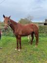 Broodmare French Trotter For sale 2021 Chesnut