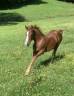 Entire French Saddle Pony For sale 2024 Chesnut