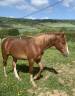 Entire French Saddle Pony For sale 2024 Chesnut