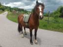 Gelding Origin Recorded For sale 2021 Bay