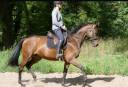 Gelding Thoroughbred For sale 2021 Dark Bay
