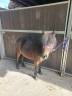 Gelding No Origin Recorded For sale 2017 Dark Bay