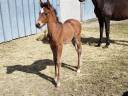 Filly PRE Pure Spanish Bred For sale 2025 Bay