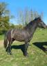 Gelding New Forest For sale 2023 Bay