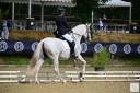 Gelding PRE Pure Spanish Bred For sale 2014 White