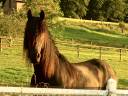 Gelding Friesian For sale 2018 Black