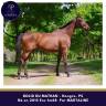 Gelding Thoroughbred For sale 2015 Bay