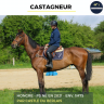 Gelding Thoroughbred For sale 2021 Bay