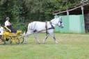 Filly Percheron For sale 2021 Grey