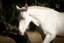 Colt PRE Pure Spanish Bred For sale 2025 Perlino