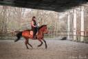 Gelding Selle Français For sale 2015 Bay