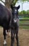 Colt Welsh Part Bred For sale 2025 Black