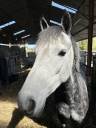 Gelding Connemara For sale 2019 Grey