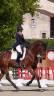 Mare KWPN Dutch Warmblood For sale 2016 Bay