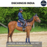 Mare Thoroughbred For sale 2022 Bay