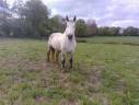 Mare Percheron For sale 2019 Grey