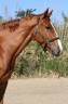 Gelding Selle Français For sale 2016 Chesnut