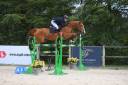 Gelding Selle Français For sale 2016 Chesnut