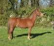 Mare French Saddle Pony For sale 2020 Chesnut