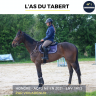 Gelding AQPS For sale 2021 Bay