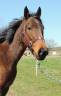 Mare English Thoroughbred For sale 2022 Bay
