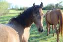 Colt Anglo-Arabian For sale 2024 Grey