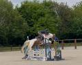 Mare Zangersheide For sale 2020 Coloured