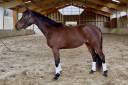 Filly AES Anglo European Studbook For sale 2023 Bay