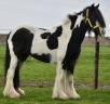 Mare Welsh Pony (Section D), Welsh Cob For sale 2014 Coloured