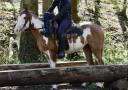 Mare Paint For sale 2021 Overo