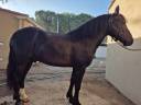 Gelding Pottok  For sale 2019 Black