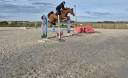 Gelding French Saddle Pony For sale 2019 Chesnut