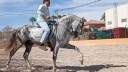 Entire PRE Pure Spanish Bred For sale 2015 Grey