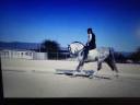 Entire PRE Pure Spanish Bred For sale 2015 Grey