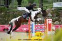Gelding Selle Français For sale 2017 Coloured