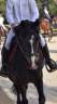 Mare French Saddle Pony For loan 2016 Black