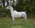 Gelding Anglo-Arabian For sale 2017 Grey