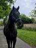 Gelding French Trotter For sale 2021 Black