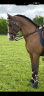 Entire Lusitano For sale 2011 Bay