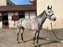 Gelding Thoroughbred For sale 2020 Grey