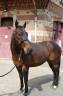 Gelding Thoroughbred For sale 2022 Dark Bay