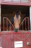 Gelding Thoroughbred For sale 2021 Dark Bay