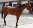 Gelding Thoroughbred For sale 2015 Dark Bay